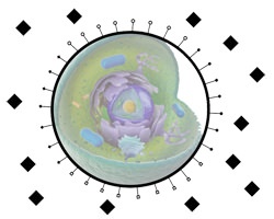 Celle - kemiske signalstoffer