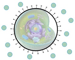 Celle - kemiske signalstoffer