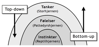 Den 3-delte hjerne - top-down bottom-up