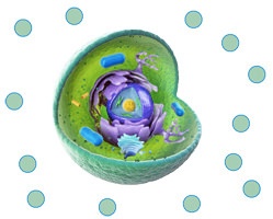 Celle - kemiske signalstoffer