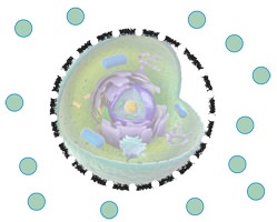 Celle - kemiske signalstoffer