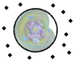 Celle - kemiske signalstoffer